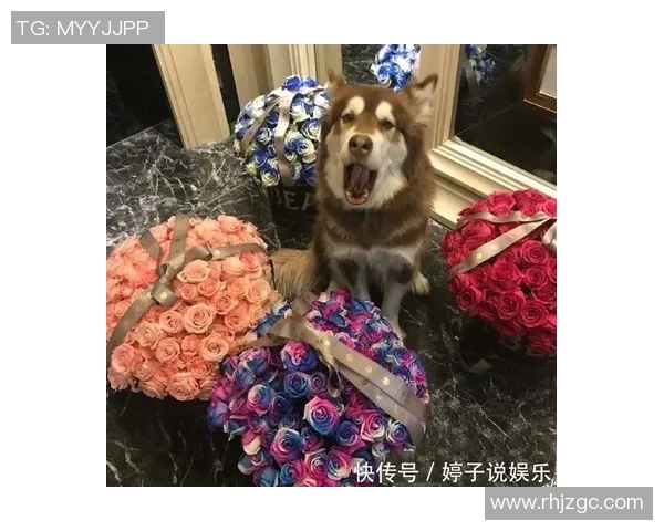 足球明星豪华专机接送爱犬出行引发网友热议与羡慕